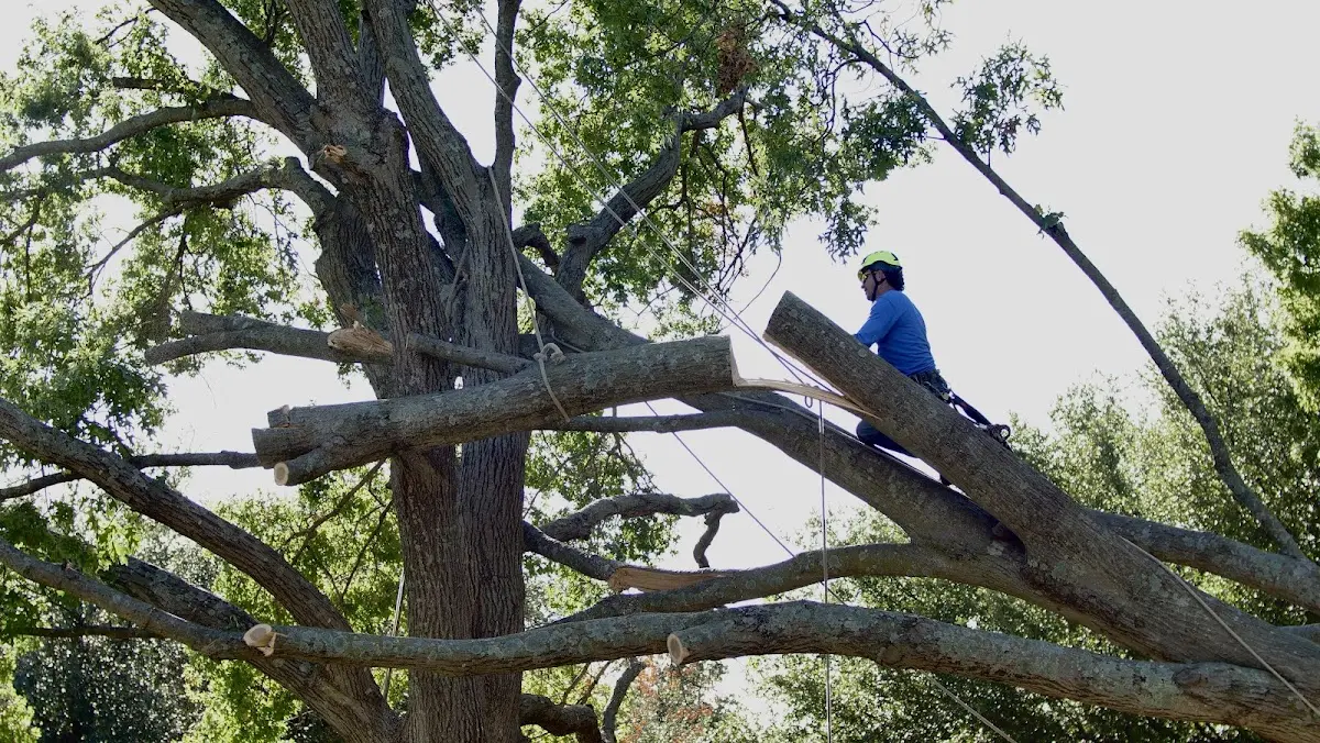 Professional Hazardous Tree Removal performed by certified arborists in Middle Amana
