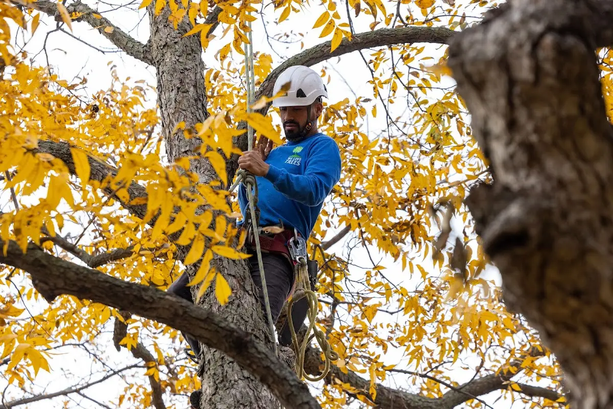 Skilled Tree Transplanting crew working in Middle Amana