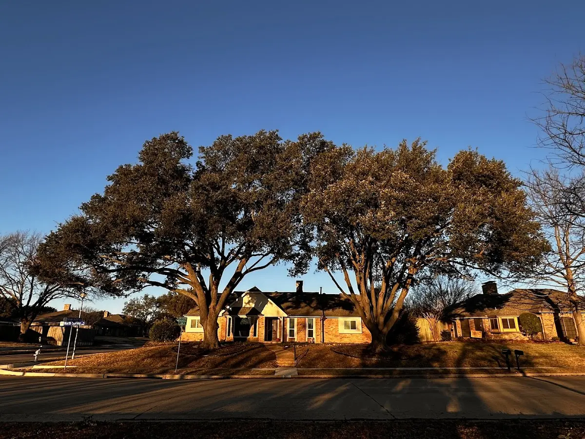 Established residential canopy tree shading a home in Middle Amana